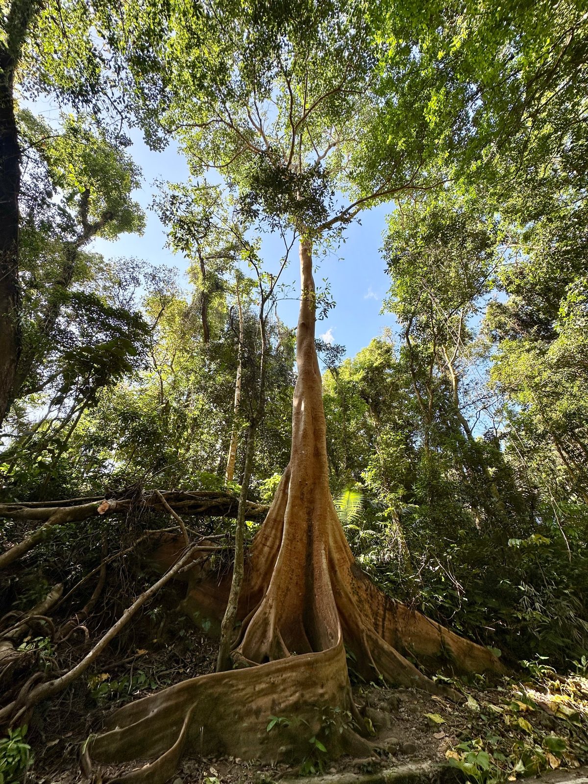 A towering forest tree with wide buttress roots