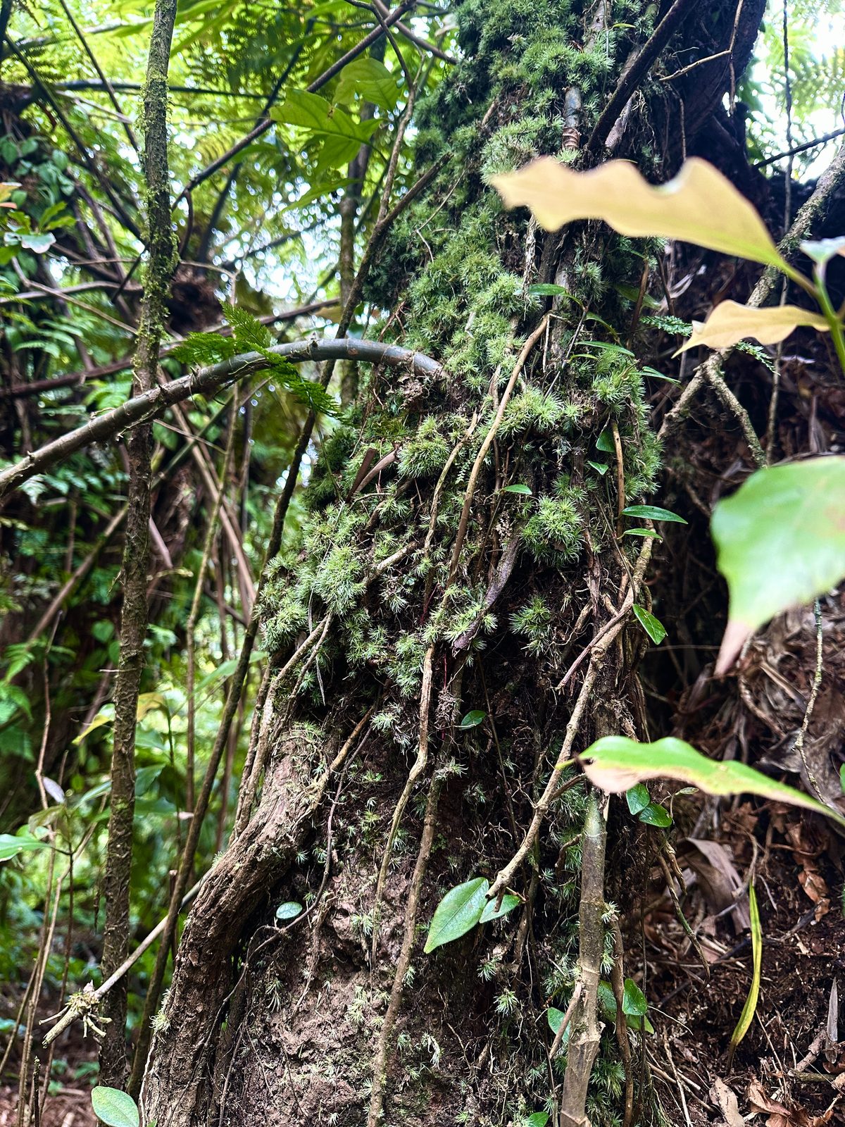 Moss-covered tree along the forest trail